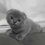 Scottish Fold Yavrumuz Yuva Arıyor