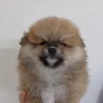 Safkan Pomeranian Boo Erkek Yavru