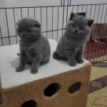 Koca Kafa Renk Renk Scottish Fold Yavruları