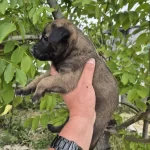 Belçika Malinois Yavrularımız