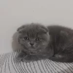 Dişi Scottish Fold Gri