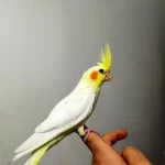 Ele Alıştırmalık Sultanlar