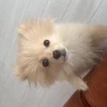 6 Aylık Pomeranian Boo