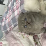 1 Buçuk Aylık Scottish Fold Kedimiz