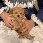 Maltipoo Yavru Köpeklerimiz