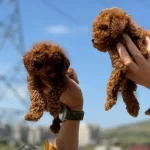Tarım Bakanlığı Ruhsatlı Çiftlikten Toy Poodle
