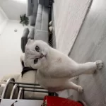 Ücretsiz Sahiplendirme Scottish Fold Kedisi
