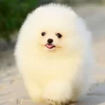 Orjinal Mis Turkey Pomeranian