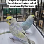 3 Aylik Takim Rainbow Muhabbet Kuşlar