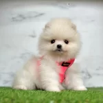 Sevimli Pomeranian Boo Yavrularımız