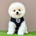 Safkan Pomeranian Boo Bebekler
