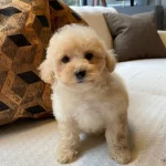 Akıllı Ve Tüy Dökmeyen Karakteriyle Maltipoo Yavrusu