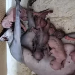 Minicik Sphynx Yavruları