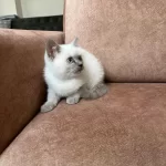 Blue Point Erkek British Shorthair