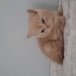 45 Günlük British Longhair Erkek