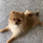 Pomeranian 1 Yaşında