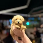 Bebek Maltipoolarımız