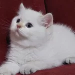 Safkan British Shorthair Açıklamayı Okuyun Lütfen
