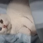 British Shorthair Yeni Yuvasına Gitmeye Hazır Dişi Yavrumuz