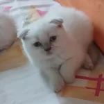 Scottish Fold Yavrularımız