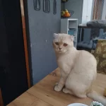 Scottish Fold Oğlumuz Tarçın