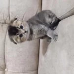 Scottish Fold Erkeğimiz