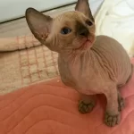 Dişi Erkek Kanada Sphynx