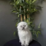 Scottish Fold Blue Point Yavrularim