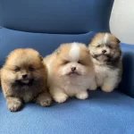 Erkek Güzelleri Pomeranian