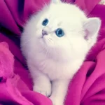 Mükemmel British Shorthair Bebişler