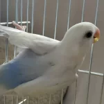 2 Aylık Yavru Sevda Papağanı