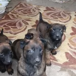 Belçika Malinois İyisini Büyütmek İsteyenlere