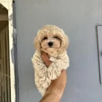 Kore Kan Maltipoo Bebekler Daha İyisi Yok