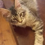 Safkan Son Erkek Maine Coon Yavru İstanbul İçine
