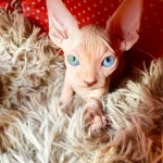 2 Dişi Ve 2 Erkek Odd Eyes Mavi Göz Sfenks