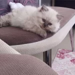 Erkek Dişi Mevcut Çok Aa Kalite Kediler Değerinde Verilir