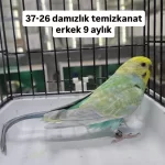 Tekleme Muhabbet Kuşlar Rainbow Ve Çek