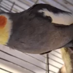 Grey Sultan Papağanı