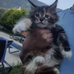 Xxxl Maine Coon Kediler