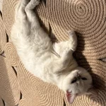 Masmavi Gözlü Erkek British Shorthair