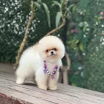 Tea Cup Pomeranian Boo Kızımız