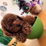 Orjinal Teacup Maltese Yavrular Toy Poodle Yavrular Ank