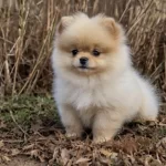 Pomeranian Boo Yavru