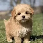 İrk Ve Sağlık Garantili Maltipoo Bebekler