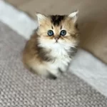 Golden British Longhair
