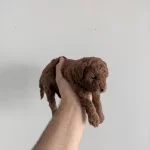 Minyatür Poodle Yavrumuz