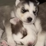 Sibirya Kurdu Köpeğimiz