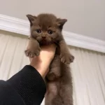 Solid Çikolata British Shorthair Bebekler