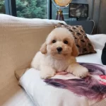 Akıllı Ve Tüy Dökmeyen Karakteriyle Maltipoo Yavrusu