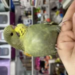 Ele Omuza Alışık Muhabbet Yavrularımız